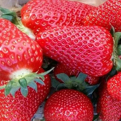 Клубника АМИ  Клубника АМИ в Минске