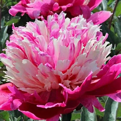 Пион ДЕЙДРИМ травянистый  Пион ДЕЙДРИМ травянистый в Минске