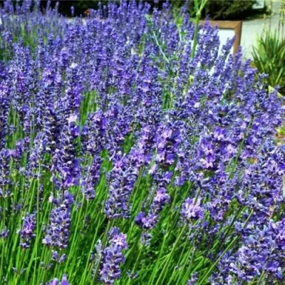 Лаванда ФЕНОМЕНАЛ узколистная — описание сорта Лаванда ФЕНОМЕНАЛ узколистная в Минске