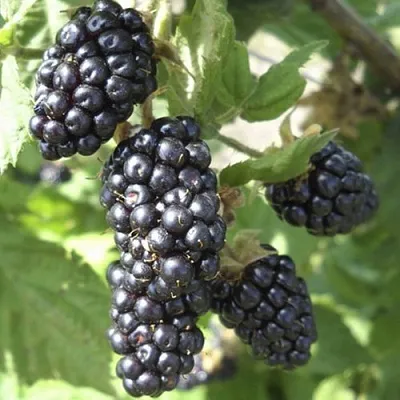 Ежемалина МАРИОН  Ежемалина МАРИОН в Минске