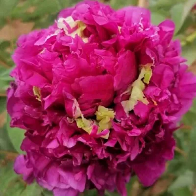 Пион ПОЛЕТ ЛАСТОЧКИ древовидный в Минске