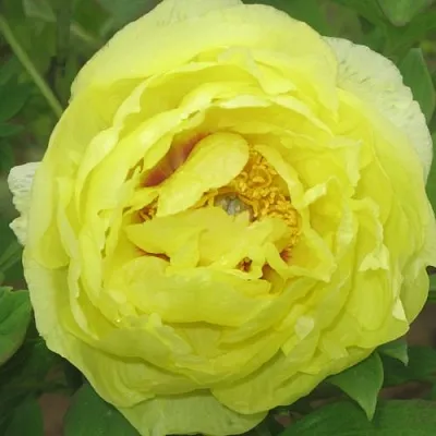 Пион ЗОЛОТО ПОДНЕБЕСНОЙ древовидный в Минске