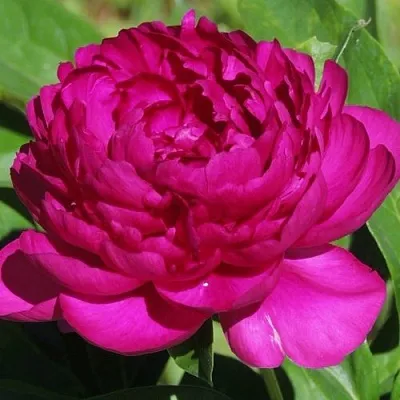 Пион БАРХАТ НОЧИ травянистый  Пион БАРХАТ НОЧИ травянистый в Минске
