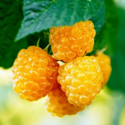 Малина МЕДОВАЯ  Малина МЕДОВАЯ в Минске