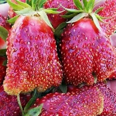 Клубника КУПЧИХА  Клубника КУПЧИХА в Минске