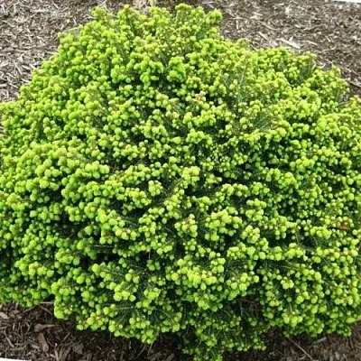 Ель ЛИТЛ ДЖЕМ обыкновенная в Минске