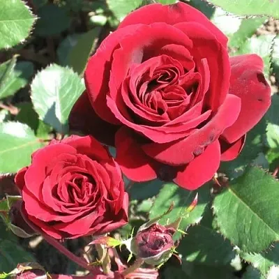 Роза ИЗАБЕЛЬ РЕНЕССАНС шраб в Минске