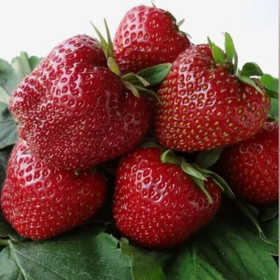 Клубника НАБИЛА  Клубника НАБИЛА в Минске