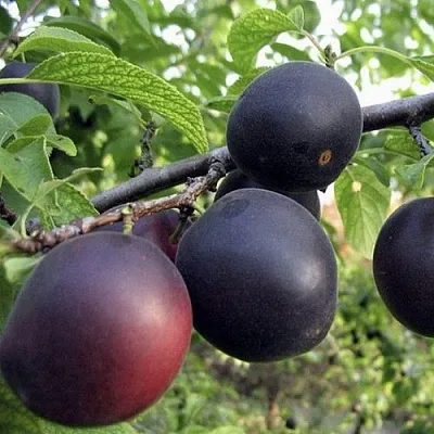 Абрикос МОНАРЕЗИ  Абрикос МОНАРЕЗИ в Минске