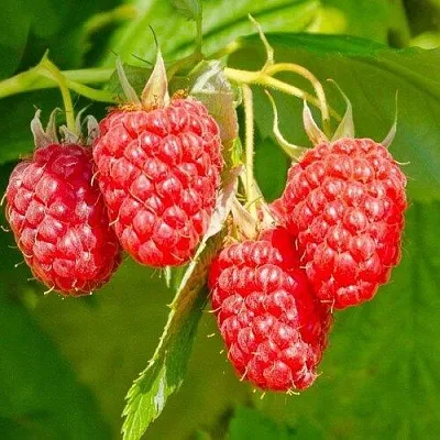 Малина ИЗОБИЛЬНАЯ  Малина ИЗОБИЛЬНАЯ в Минске