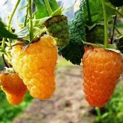 Малина ремонтантная Оранжевое чудо Малина ремонтантная Оранжевое чудо