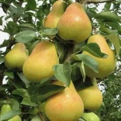 Груша ЛЮБИМИЦА ЯКОВЛЕВА в Минске