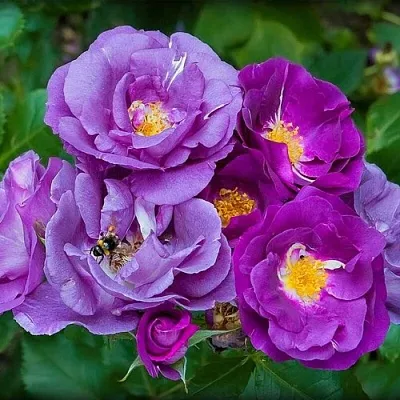 Роза РАПСОДИЯ ИН БЛЮ шраб в Минске