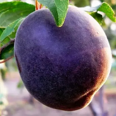 Абрикос ШЛОР ЦИРАН  Абрикос ШЛОР ЦИРАН в Минске