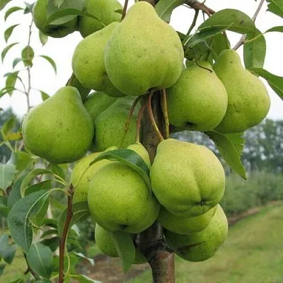 Груша ДЕКОР колонновидная  Груша ДЕКОР колонновидная в Минске