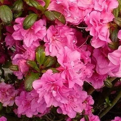 Азалия ПЕТТИКОУТ японская в Минске