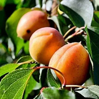 Абрикос БАЙ  Абрикос БАЙ в Минске