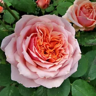 Роза ПОЛЬ БОКЮЗ шраб в Минске