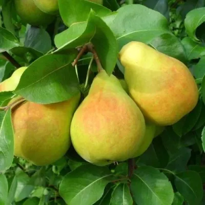 Груша ЛЮБИМИЦА ЯКОВЛЕВА в Минске