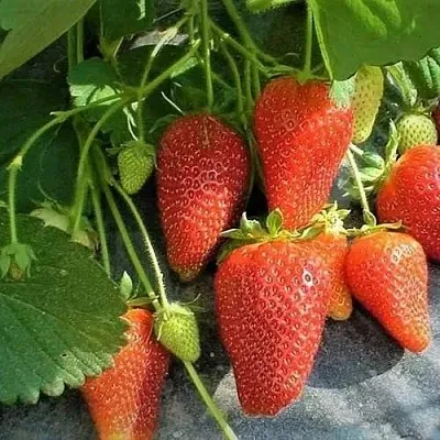 Клубника РОКСАНА  Клубника РОКСАНА в Минске