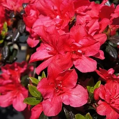 Азалия МАРУШКА японская в Минске