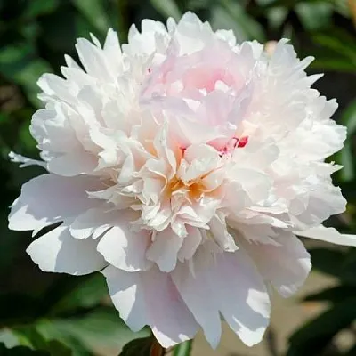 Пион АЛЕРТИ травянистый  Пион АЛЕРТИ травянистый в Минске