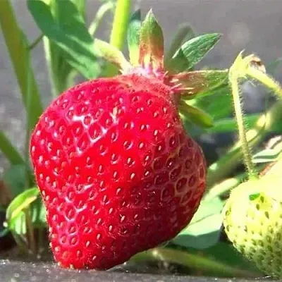 Клубника ХОНЕЙ  Клубника ХОНЕЙ в Минске