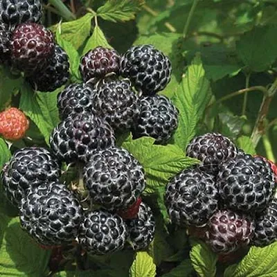 Малина БРИСТОЛЬ  Малина БРИСТОЛЬ в Минске