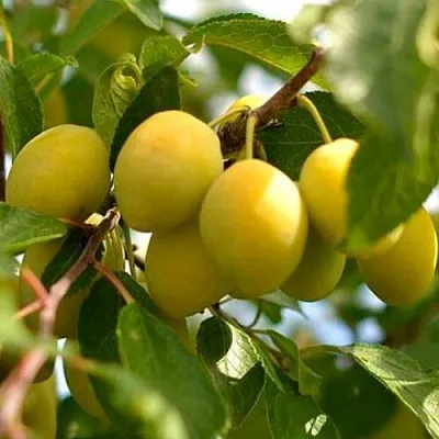 Слива ОЧАКОВСКАЯ ЖЕЛТАЯ в Минске