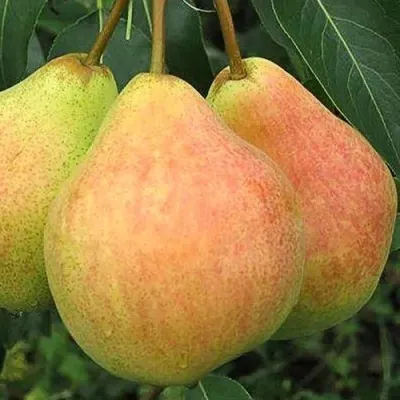 Груша ЛЮБИМИЦА ЯКОВЛЕВА в Минске