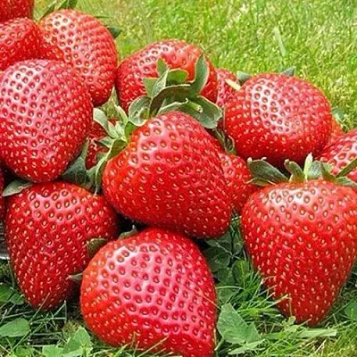 Клубника ЭЛИАНЕ  Клубника ЭЛИАНЕ в Минске