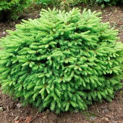 Ель НИДИФОРМИС обыкновенная в Минске