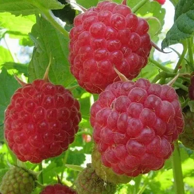 Малина НОВОСТЬ КУЗЬМИНА  Малина НОВОСТЬ КУЗЬМИНА в Минске