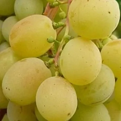 Виноград ТАЛИСМАН  Виноград ТАЛИСМАН в Минске