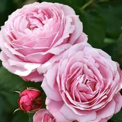 Роза ДИТЕР МЮЛЛЕР шраб в Минске