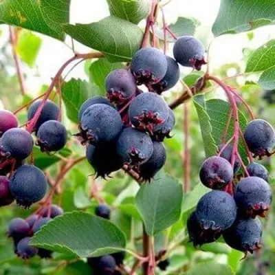 Ирга THIESSEN — описание сорта Ирга THIESSEN в Минске