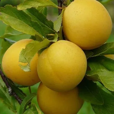 Слива СОЛНЫШКО в Минске