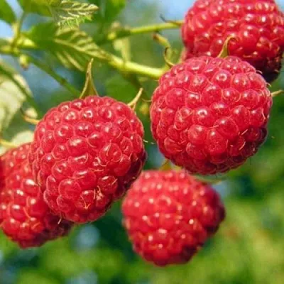 Саженцы малины Просто прелесть Саженцы малины Просто прелесть