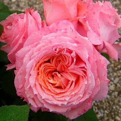 Роза ИНСТИТУТ ЛЮМЬЕР шраб в Минске