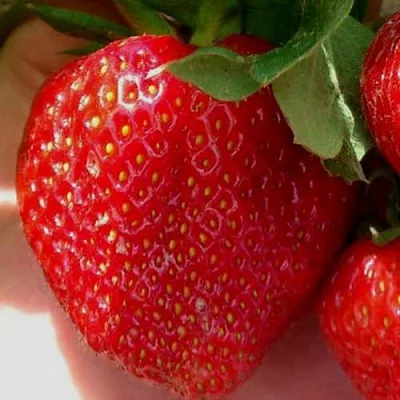 Клубника МАГНУС  Клубника МАГНУС в Минске