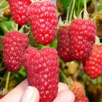 Малина МОСКОВСКИЙ ВЕЛИКАН в Минске