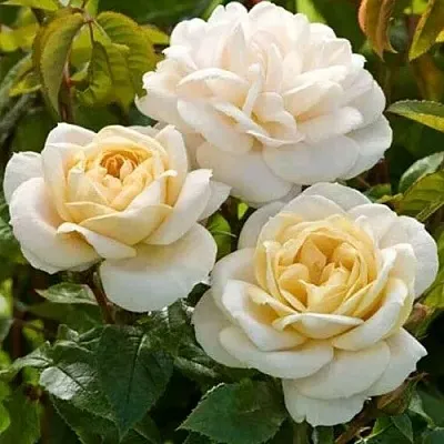 Роза ДЖЕЙ ПИ КОННЕЛ шраб в Минске