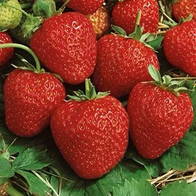 Клубника КОРОНА  Клубника КОРОНА в Минске