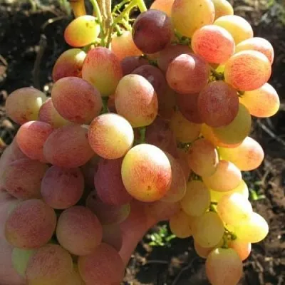 Виноград ТАСОН  Виноград ТАСОН в Минске