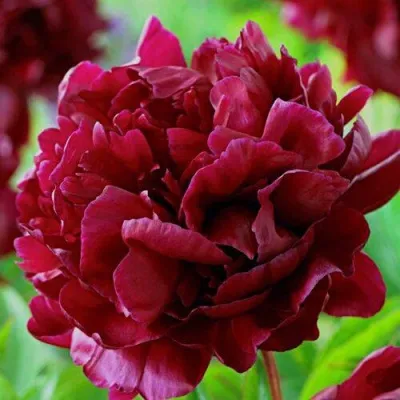 Пион АРМАНИ травянистый в Минске