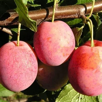 Слива ВИКТОРИЯ в Минске