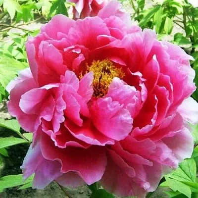 Пион ВОСХОД СОЛНЦА древовидный  Пион ВОСХОД СОЛНЦА древовидный в Минске