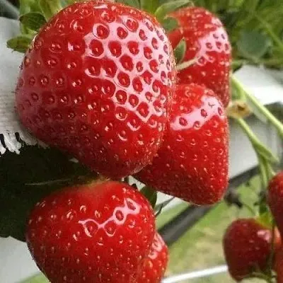 Клубника АРГЕНТЕРА  Клубника АРГЕНТЕРА в Минске