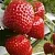 Клубника АРГЕНТЕРА в Минске