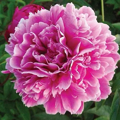 Пион ПУРПУРНАЯ ФЕЕРИЯ травянистый  Пион ПУРПУРНАЯ ФЕЕРИЯ травянистый в Минске